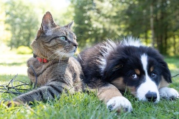 What Are the Best Strategies for Pets Struggling with Seasonal Affective Disorder?