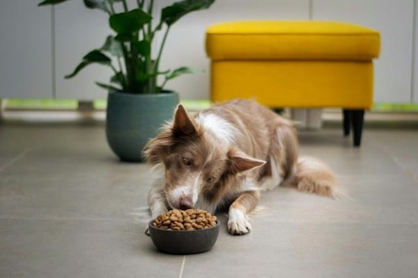 How to Ensure a Balanced Diet for Pets with Food Intolerances?